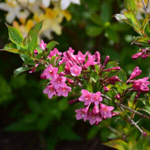 weigela flowers