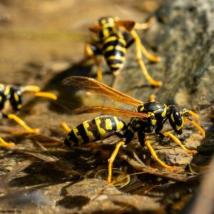 yellow jackets