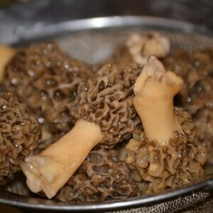 morel mushrooms