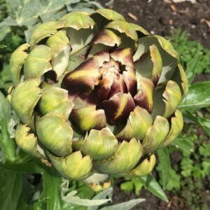 artichoke