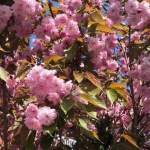 flowering tree