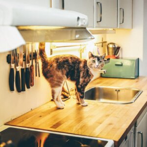 cat on kitchen countertop