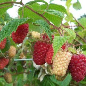 raspberries