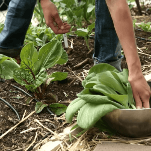 urban garden harvest