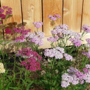 yarrow flower on fence line