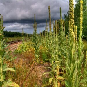 mullein flowers