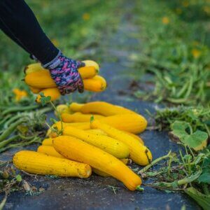 harvesting squash