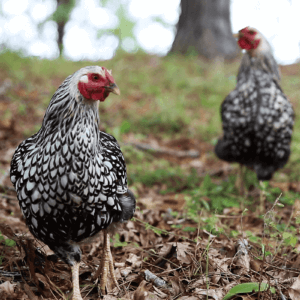 wyandotte chickens