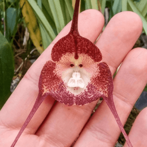 monkey orchid