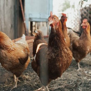 chickens foraging