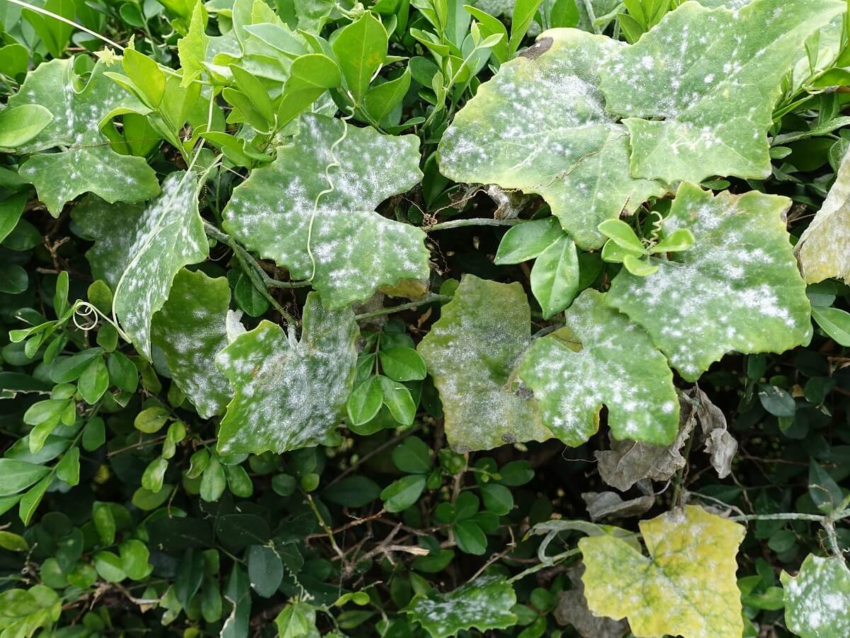 powdery mildew