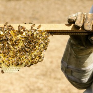 how honey is made