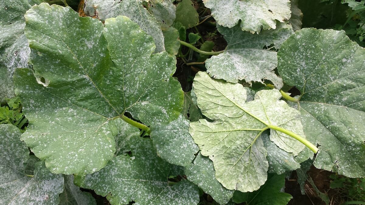 powdery mildew