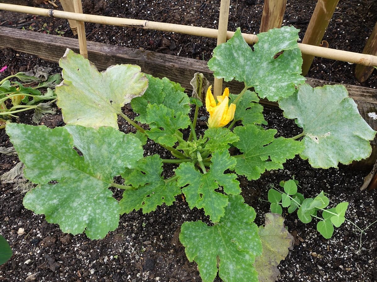 powdery mildew on the leaves of a squash plant