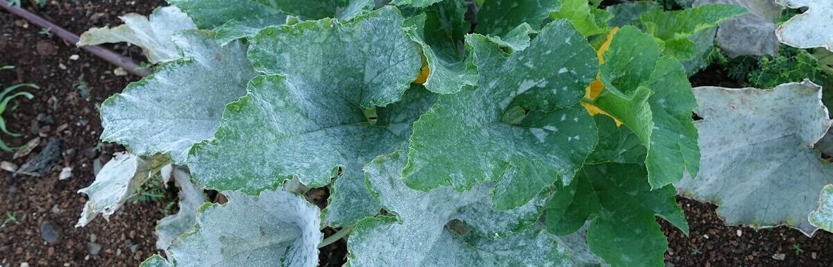 powdery mildew