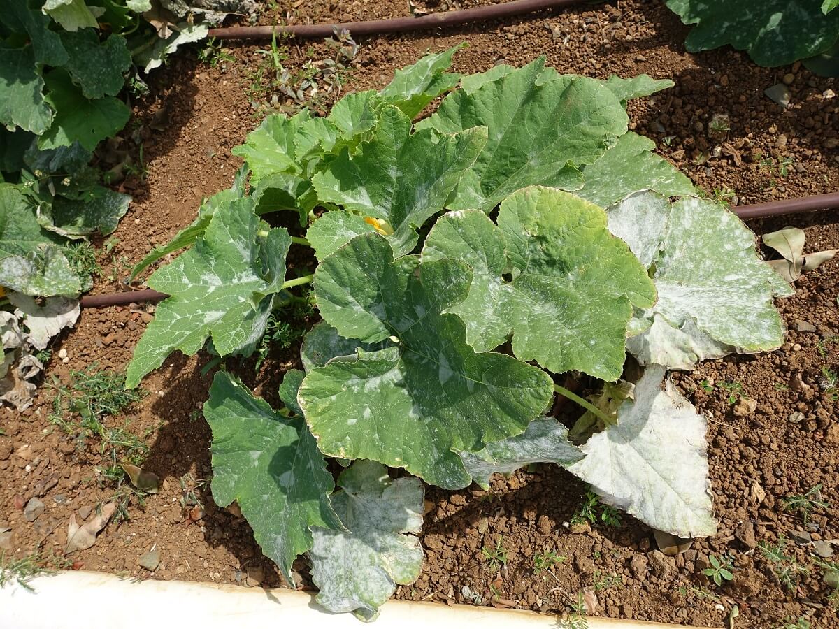 zucchini with powdery mildew