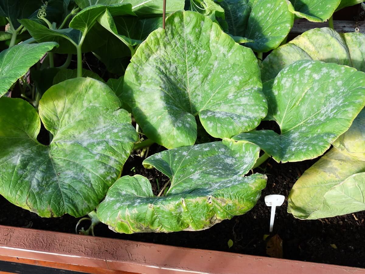 powdery mildew on pumpkin plant