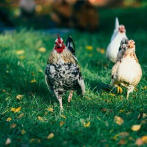 chickens feeding