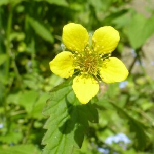 st benedict's herb