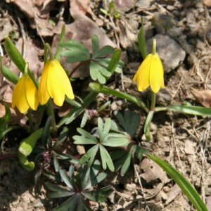 yellow bells