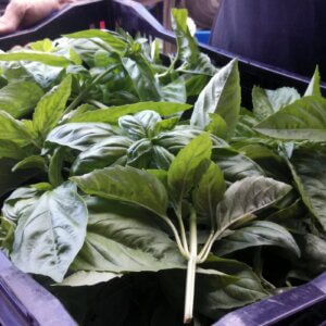 basil harvest