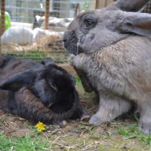 rabbits at rabbit hutch