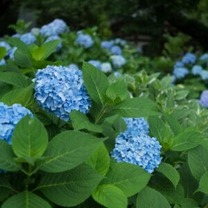 hydrangeas