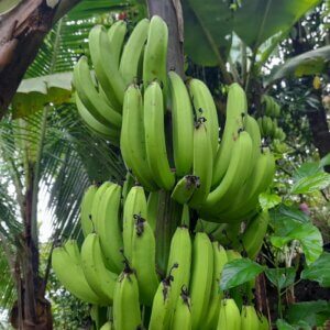 how to grow bananas