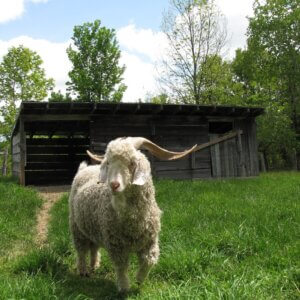 angora goat