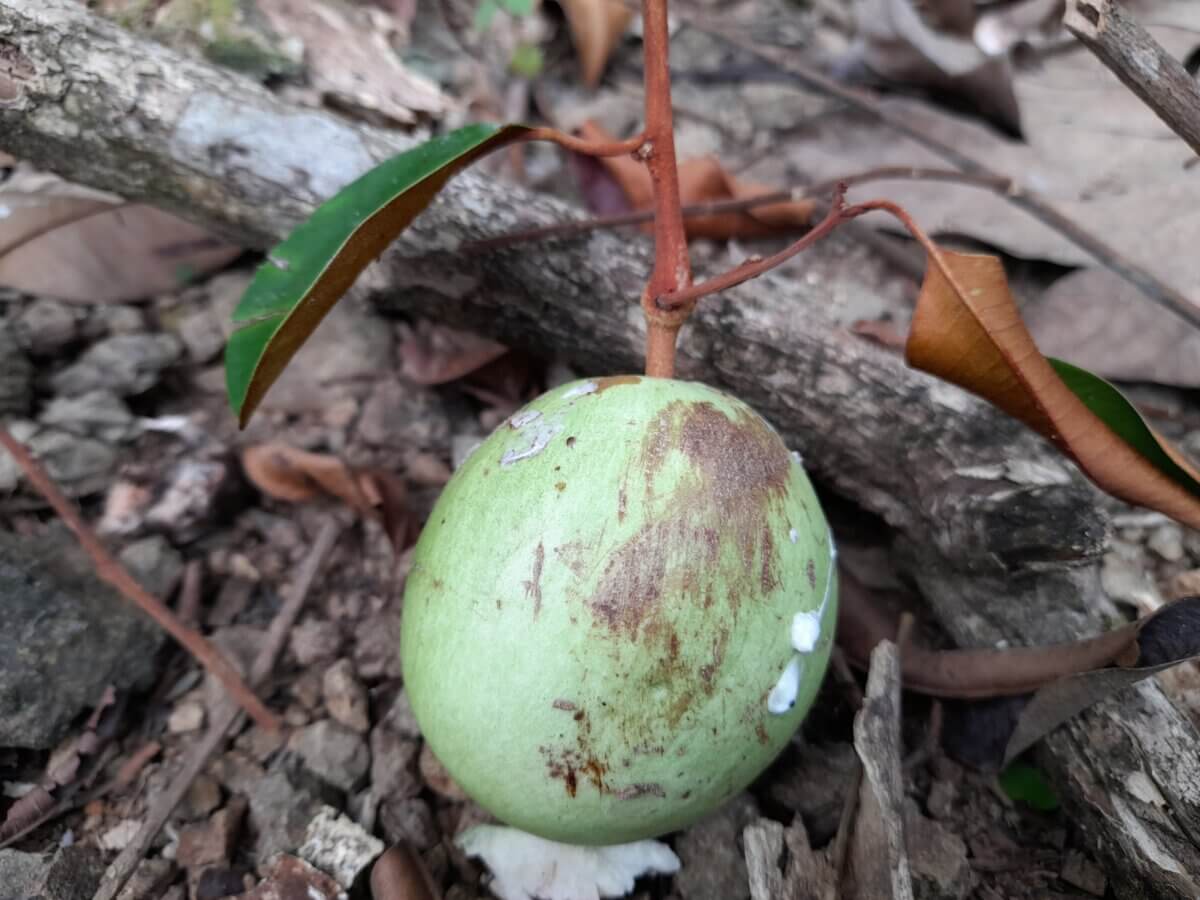 star apple fruit tree