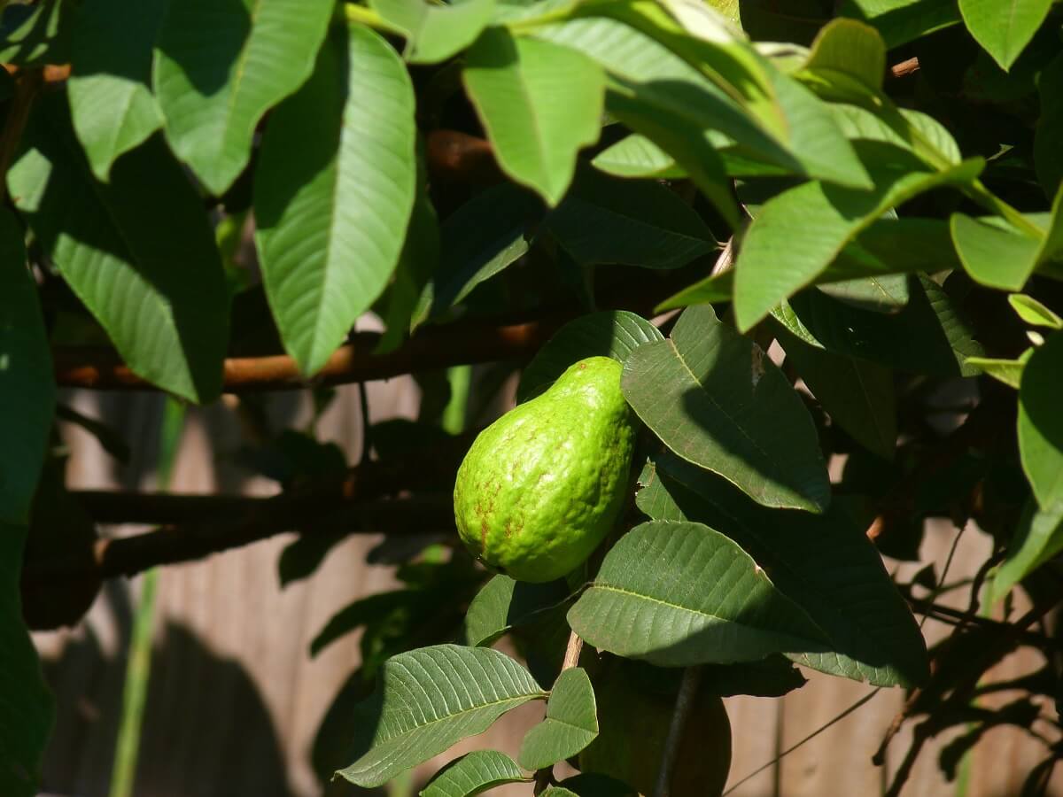 guava tree