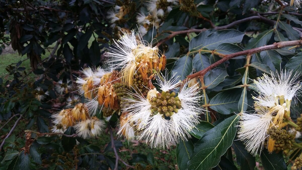 ice cream bean tree