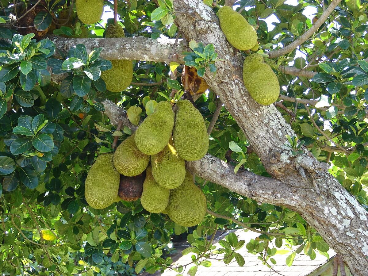 jackfruit tree