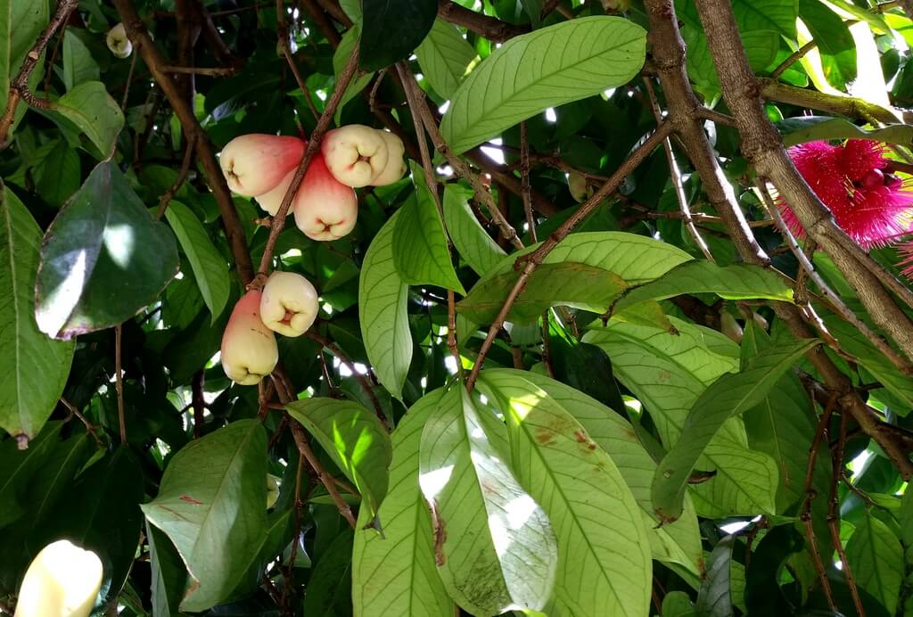 malay apple