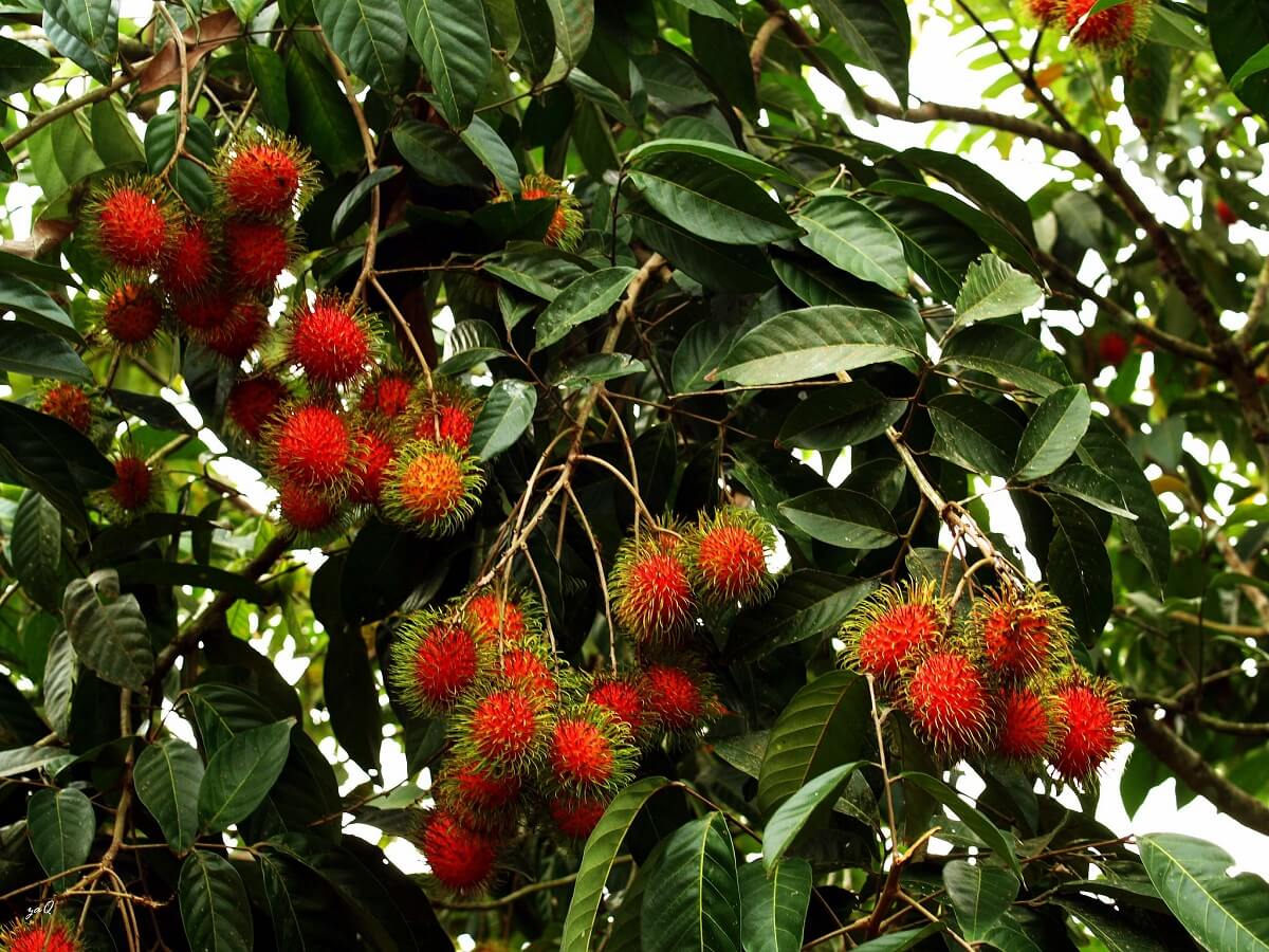 rambutan tree