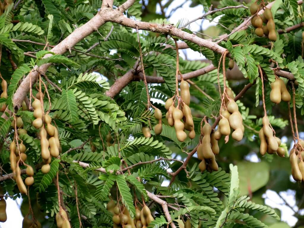 tamarind tree