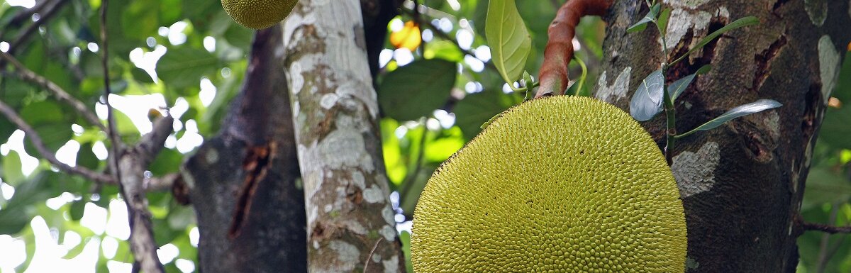 tropical fruit trees