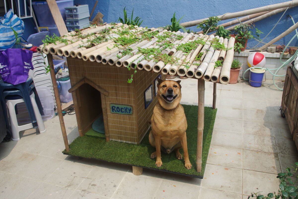 Tropical Resort Dog House Plans