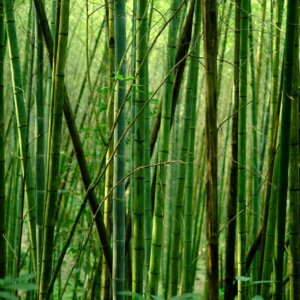 green bamboo tree during daytime