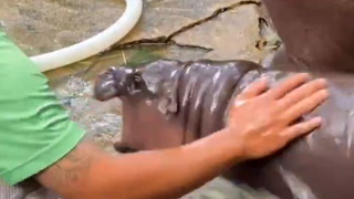 Moo Deng tries to bite keeper and hose as she delights zoo visitors