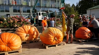 Huge 818kg giant pumpkin squashes Russian record