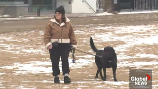 Coyote attacks on the rise in Toronto neighbourhood, residents demand action