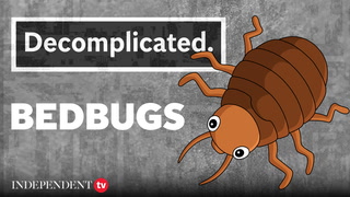 Everything you need to know about the bedbug invasion | Decomplicated