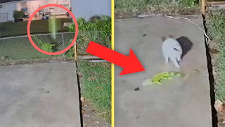 Poor, cold iguana caught on camera thumping to the ground