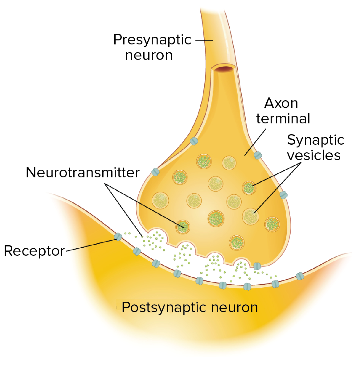 Neuron Synapse Diagram Labeled