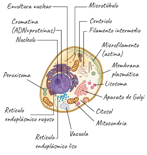 Repaso De Celulas Vegetales Y Animales Articulo Khan Academy