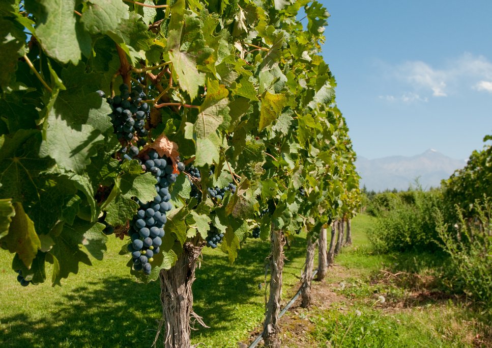 Malbec grapes in Mendoza