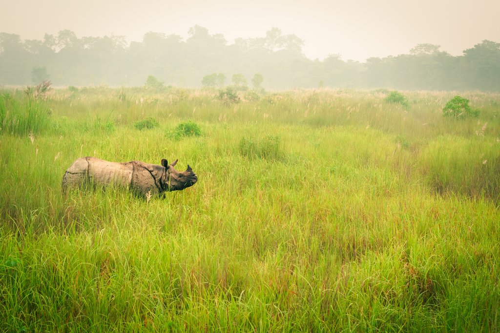 One-horned rhino, an endangered species, inside Chitwan