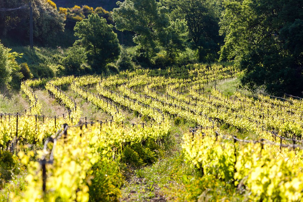 Vineyard in Provence