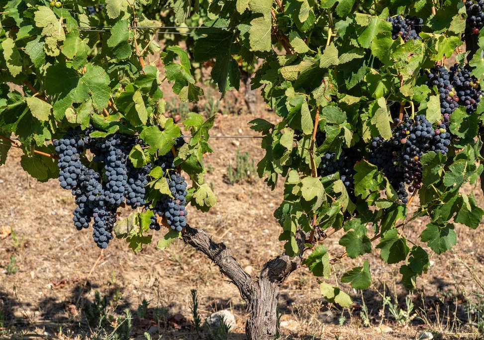 Fall is the perfect time to see the grape harvest in the Douro Valley